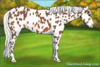 Horse Color:Silver Bay Appaloosa