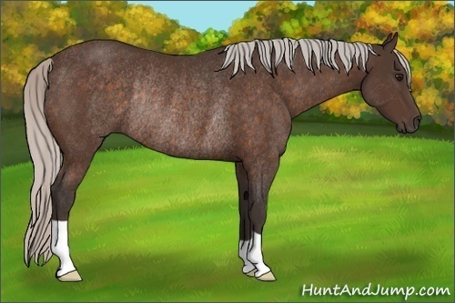 Horse Color:Silver Bay Rabicano