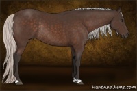 Horse Color:Silver Bay Rabicano