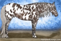 Horse Color:Silver Brown Appaloosa Rabicano 