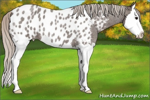 Horse Color:Silver Blue Roan Splash Near Leopard