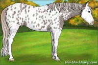 Horse Color:Silver Blue Roan Splash Appaloosa
