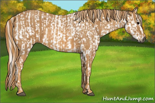 Horse Color:Gray White Spotted Black  Brindle