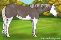 Horse Color:Silver Black Sabino Splash 