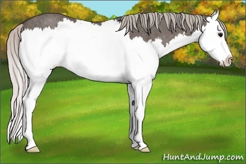 Horse Color:Silver Blue Roan Splash Rabicano 