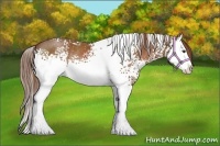 Horse Color:White Spotted Chestnut Splash Rabicano 