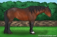 Horse Color:Bay Rabicano 