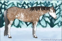 Horse Color:Bay Ice Dun Sabino 