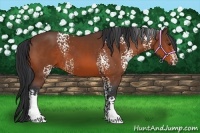 Horse Color:White Spotted Bay 