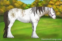 Horse Color:White Spotted Classic Cream Champagne Sabino Rabicano