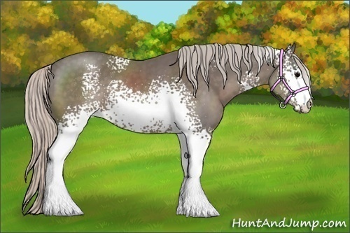 Horse Color:White Spotted Silver Black