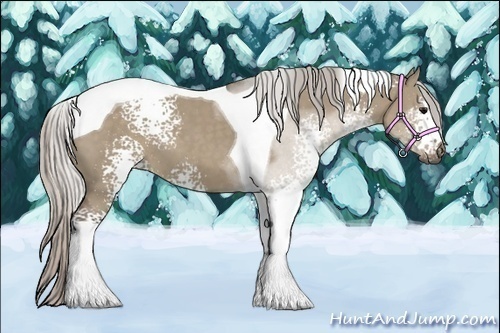 Horse Color:White Spotted Silver Grullo Tobiano 
