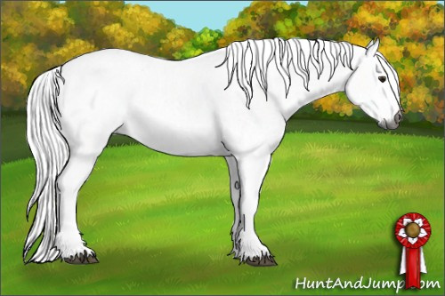 Horse Color:Gray White Spotted Silver Brown Sabino 