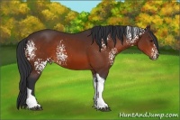 Horse Color:White Spotted Bay Tobiano