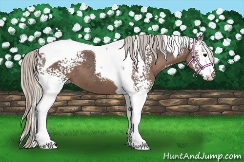 Horse Color:White Spotted Silver Black Tobiano 