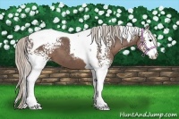 Horse Color:White Spotted Silver Black Tobiano 