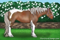 Horse Color:Silver Brown Tobiano Rabicano