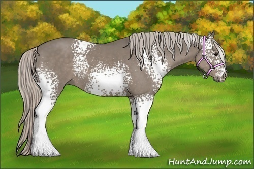 Horse Color:White Spotted Silver Grullo