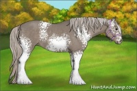 Horse Color:White Spotted Silver Grullo 