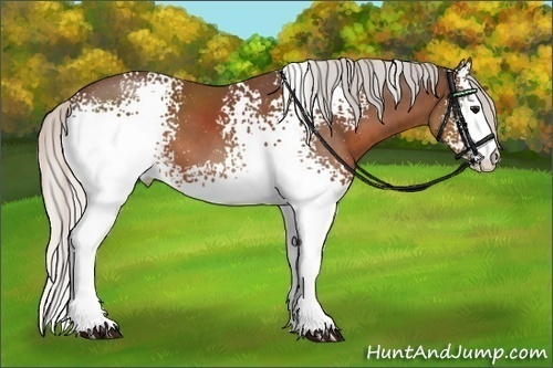 Horse Color:White Spotted Silver Brown