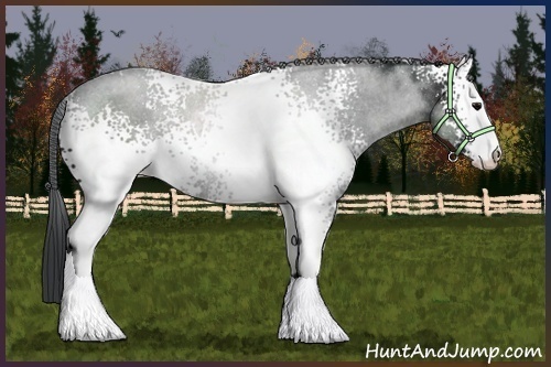 Horse Color:White Spotted Black Sabino