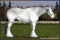 Horse Color:White Spotted Black Sabino