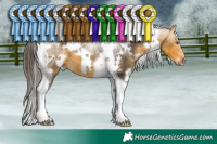 Horse Color:White Spotted Buckskin Tobiano 