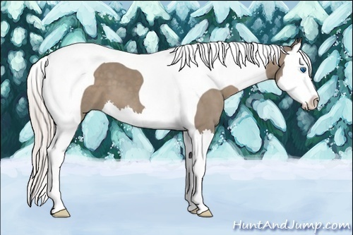 Horse Color:Silver Grullo Splash Tobiano