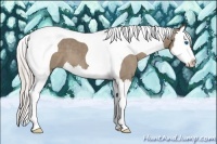 Horse Color:Silver Grullo Splash Tobiano 
