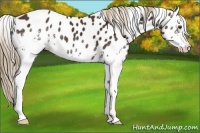 Horse Color:White Spotted Liver Chestnut Appaloosa 