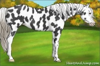 Horse Color:Liver Red Roan Appaloosa 