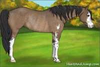 Horse Color:Bay Dun Sabino Rabicano 