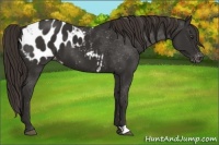 Horse Color:Liver Chestnut Appaloosa 