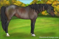 Horse Color:Bay Rabicano 
