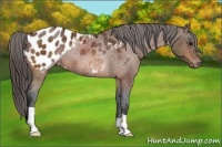 Horse Color:Bay Appaloosa Rabicano