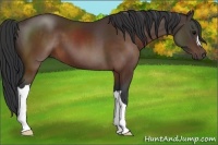 Horse Color:Brown 