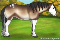 Horse Color:Bay Onyx Splash Appaloosa 
