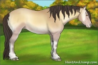 Horse Color:Amber Cream Champagne Onyx 