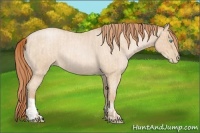 Horse Color:Buckskin Roan Pearl and Buckskin Roan Pearl