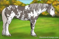 Horse Color:White Spotted Silver Black Sabino 
