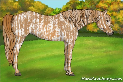 Horse Color:Gray White Spotted Grullo Brindle