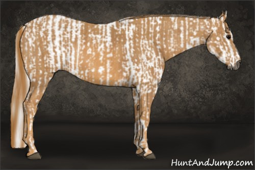 Horse Color:Gray White Spotted Black Brindle