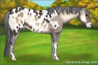 Horse Color:Bay Onyx Appaloosa