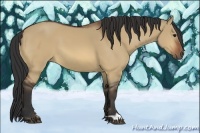 Horse Color:Bay Dun