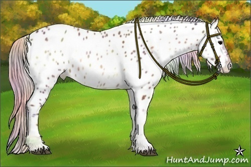 Horse Color:Nacre Silver Bay Onyx Sabino Appaloosa 