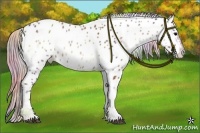 Horse Color:Nacre Silver Bay Onyx Sabino Appaloosa 