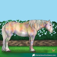 Horse Color:Nacre Silver Buckskin Onyx Frame 