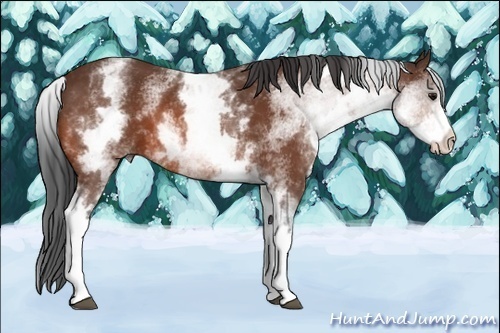 Horse Color:White Spotted Bay 