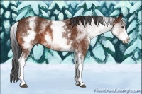 Horse Color:White Spotted Bay 