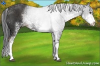 Horse Color:Liver Chestnut Sabino